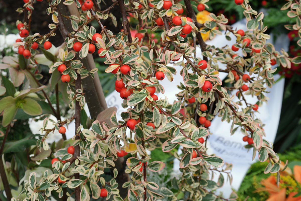 Cotoneaster suecicus 'Juliette'